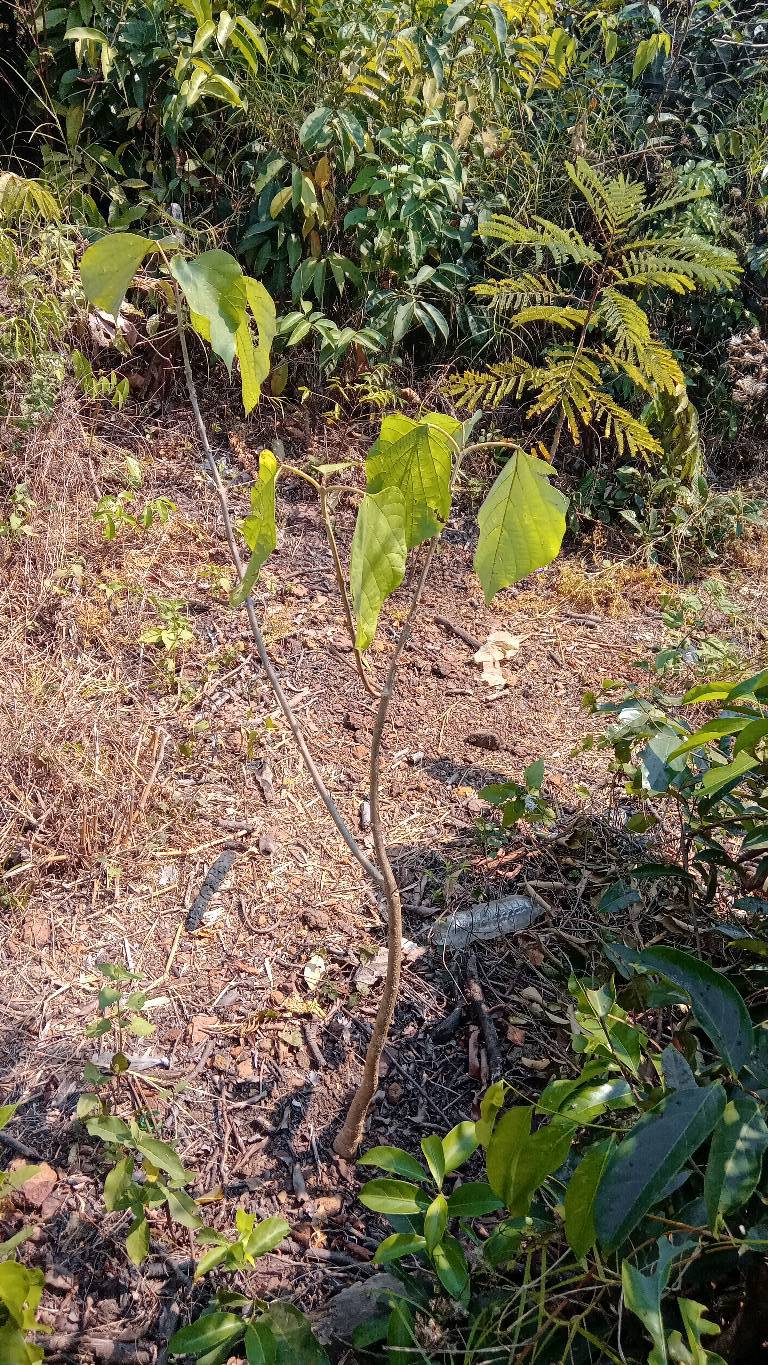 tree
