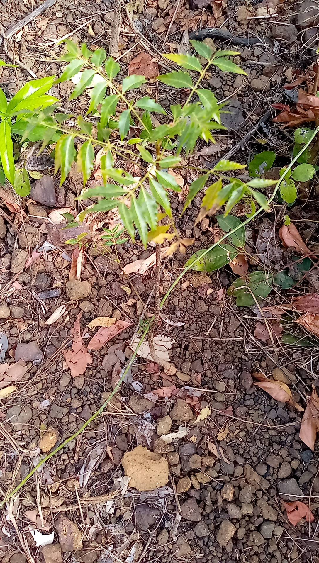 tree