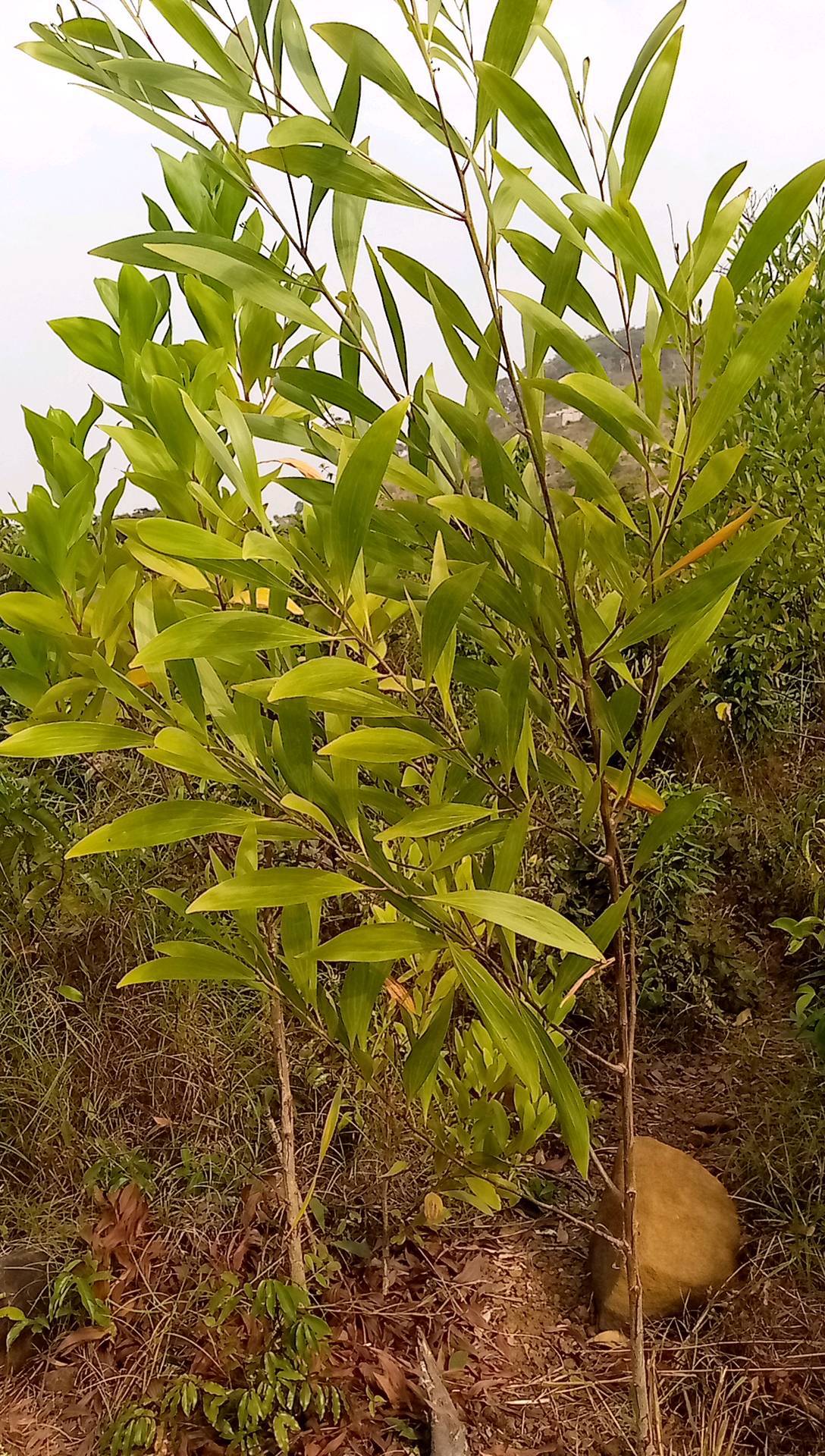 tree