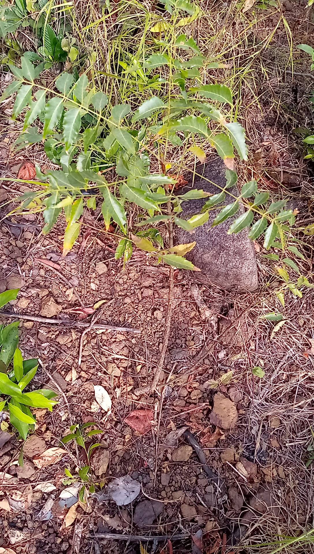 tree