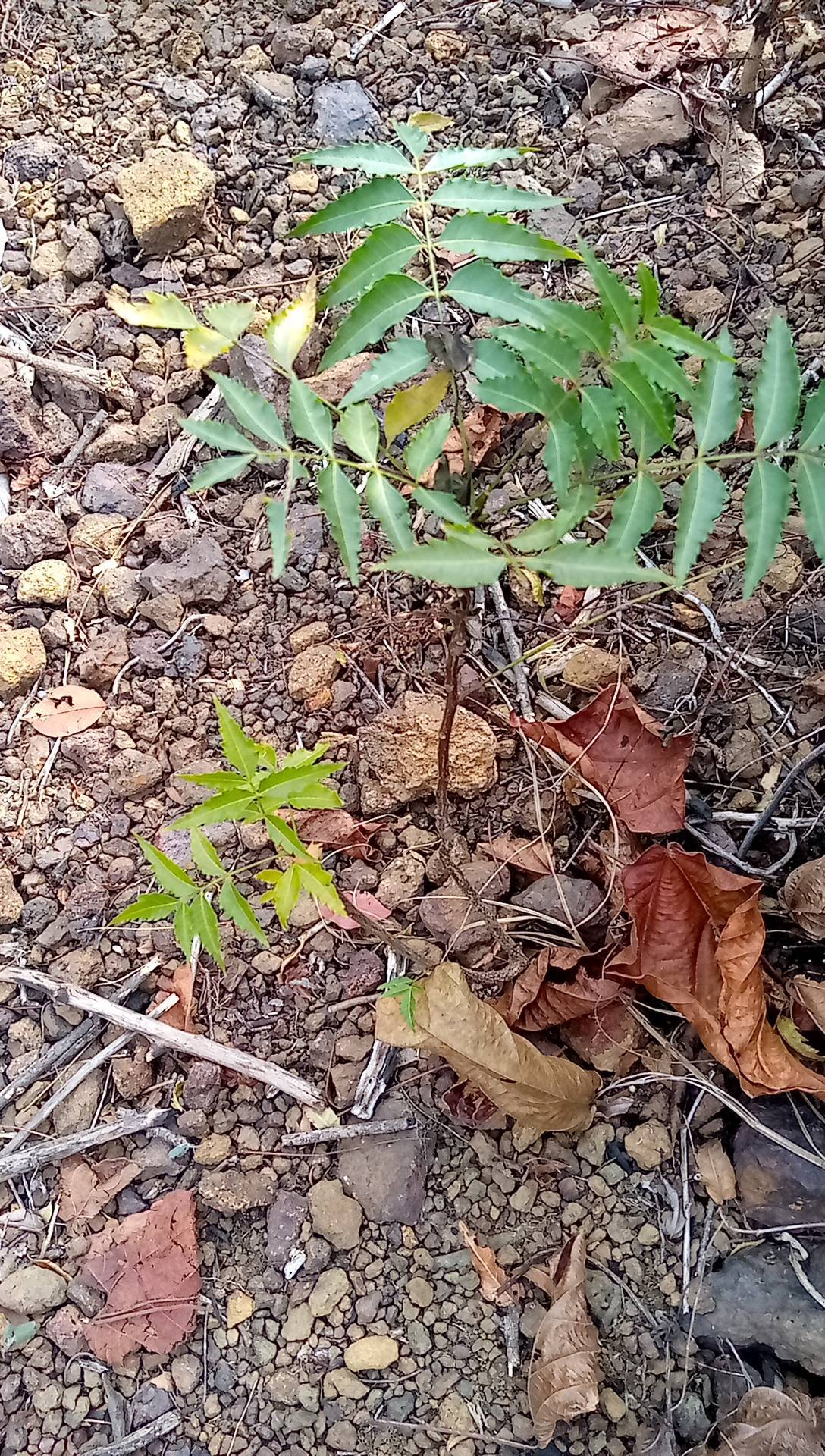 tree