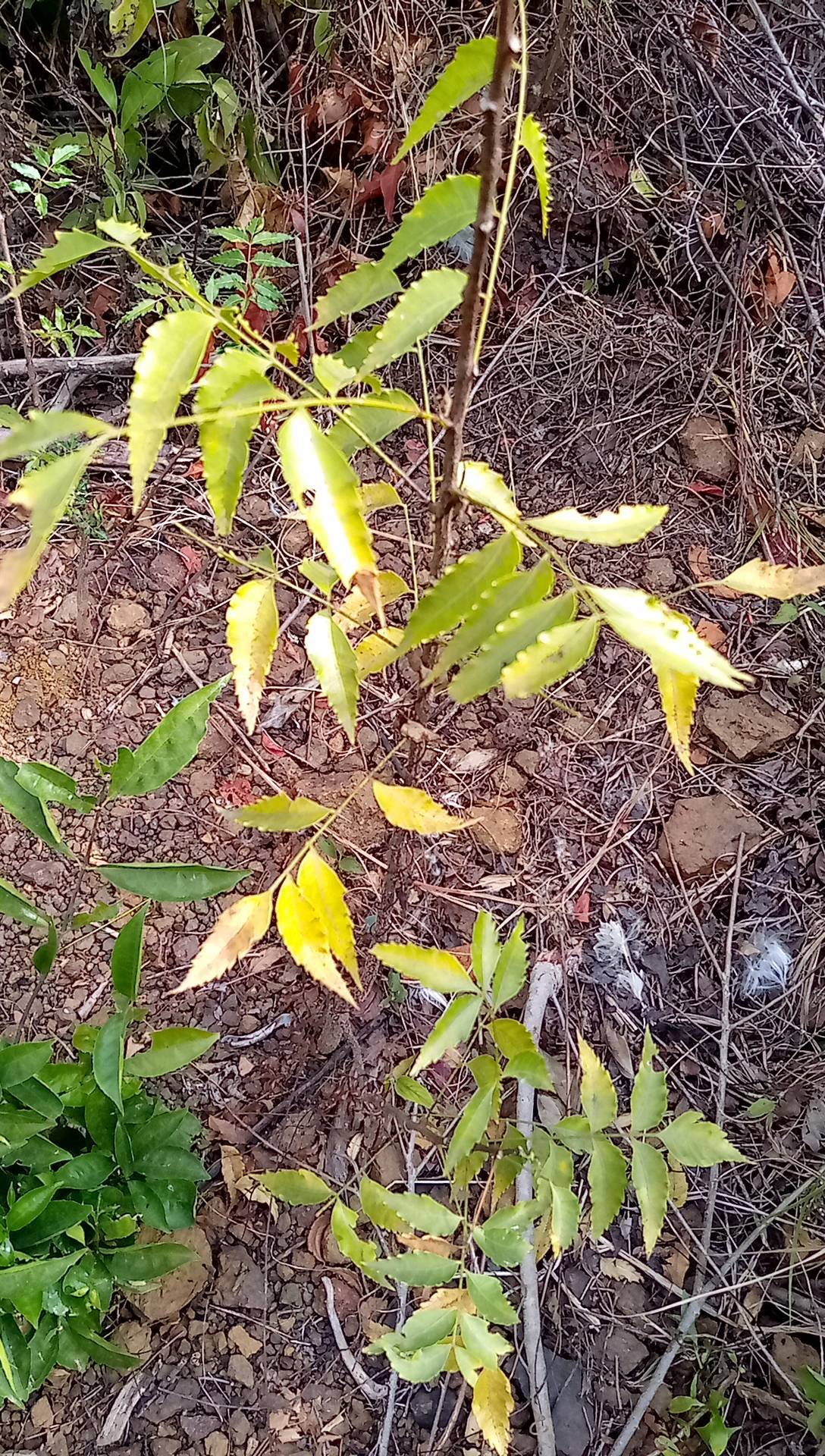 tree