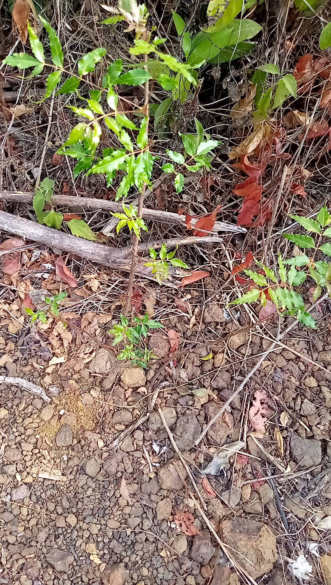 tree