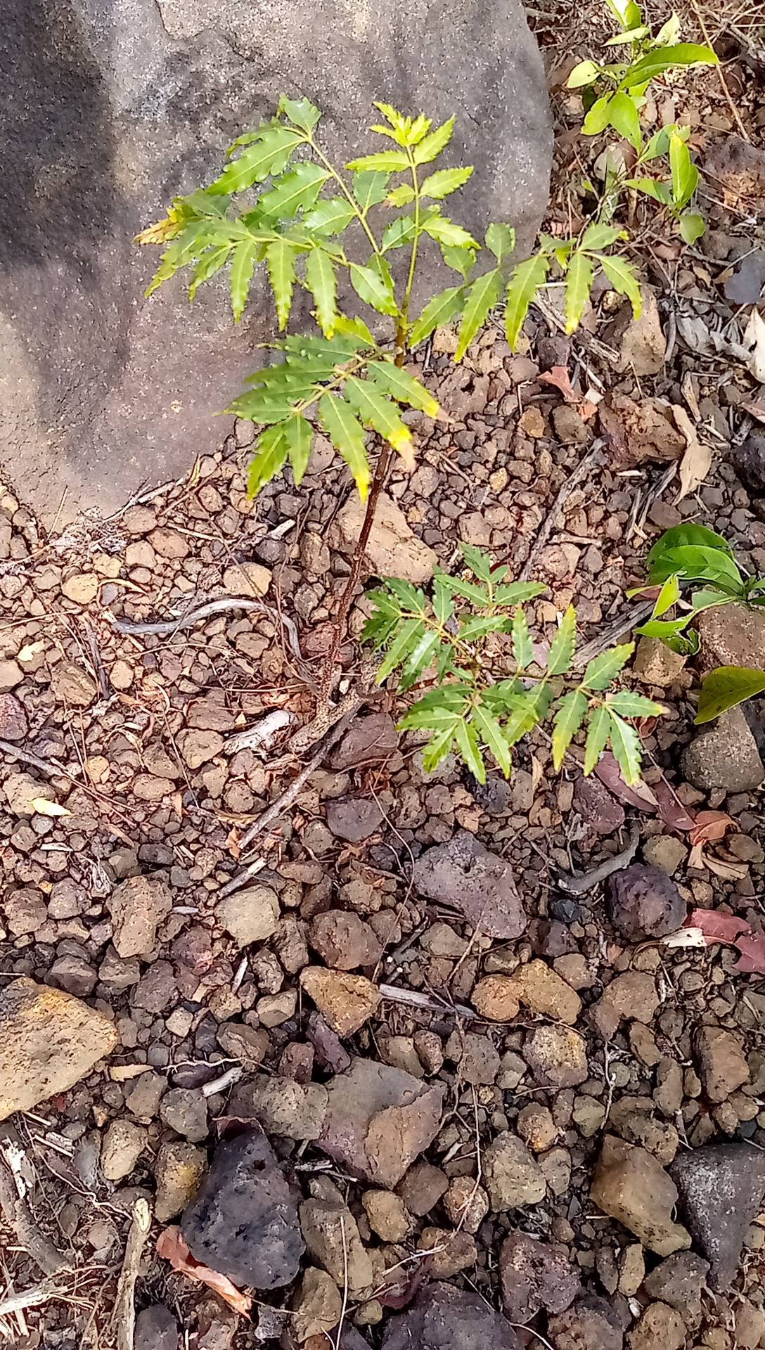 tree