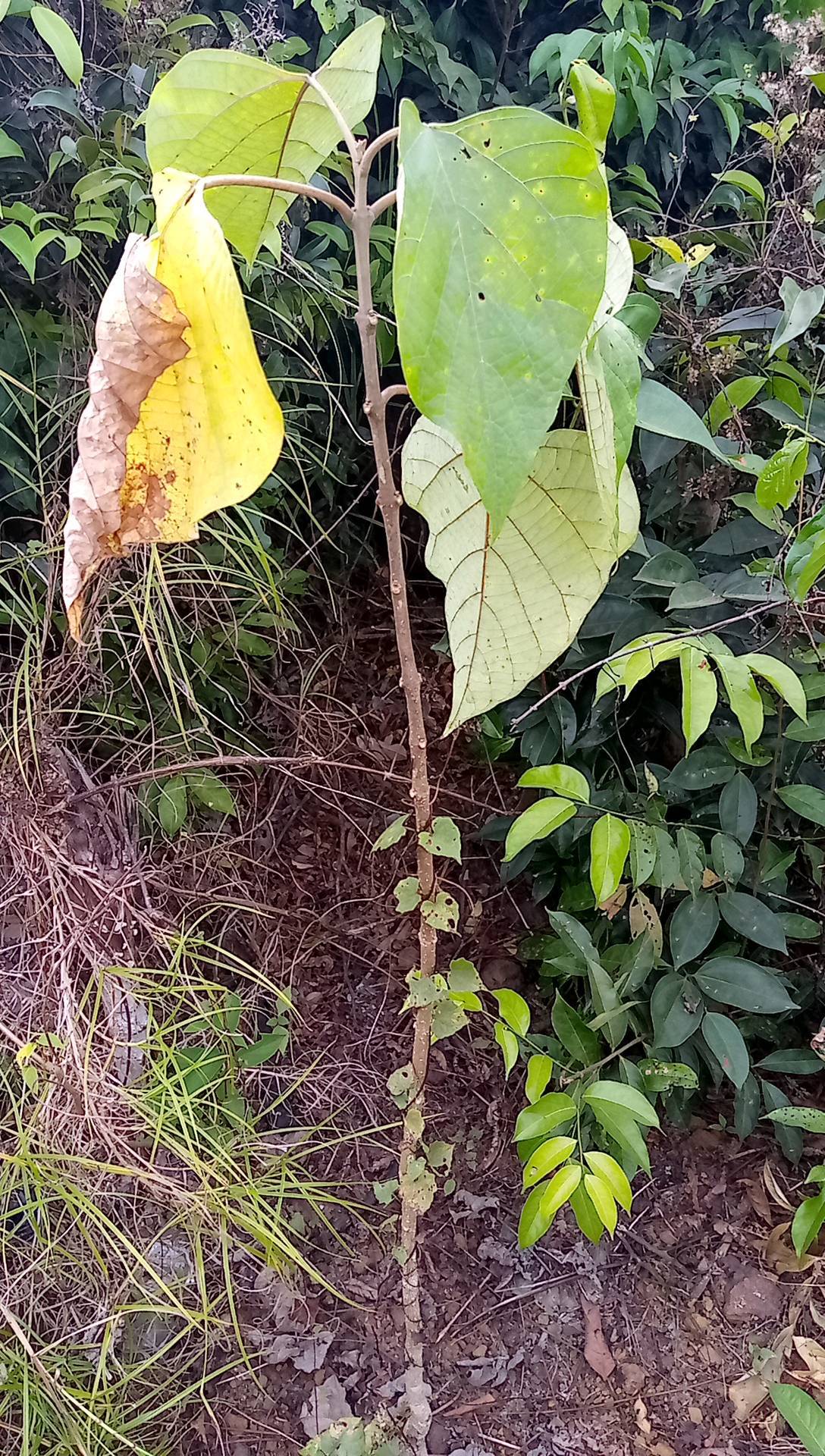 tree