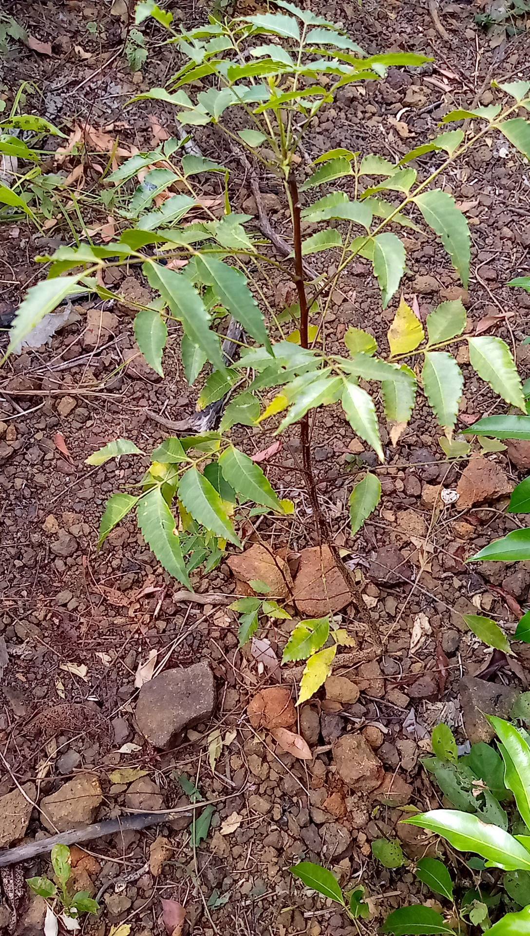 tree