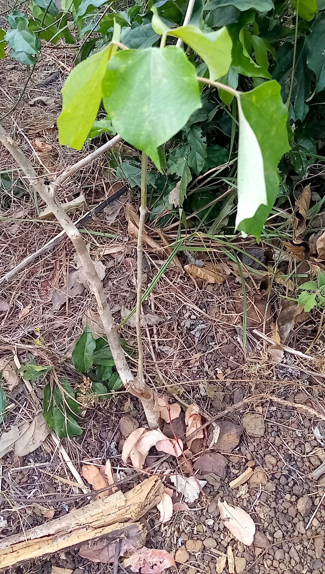 tree