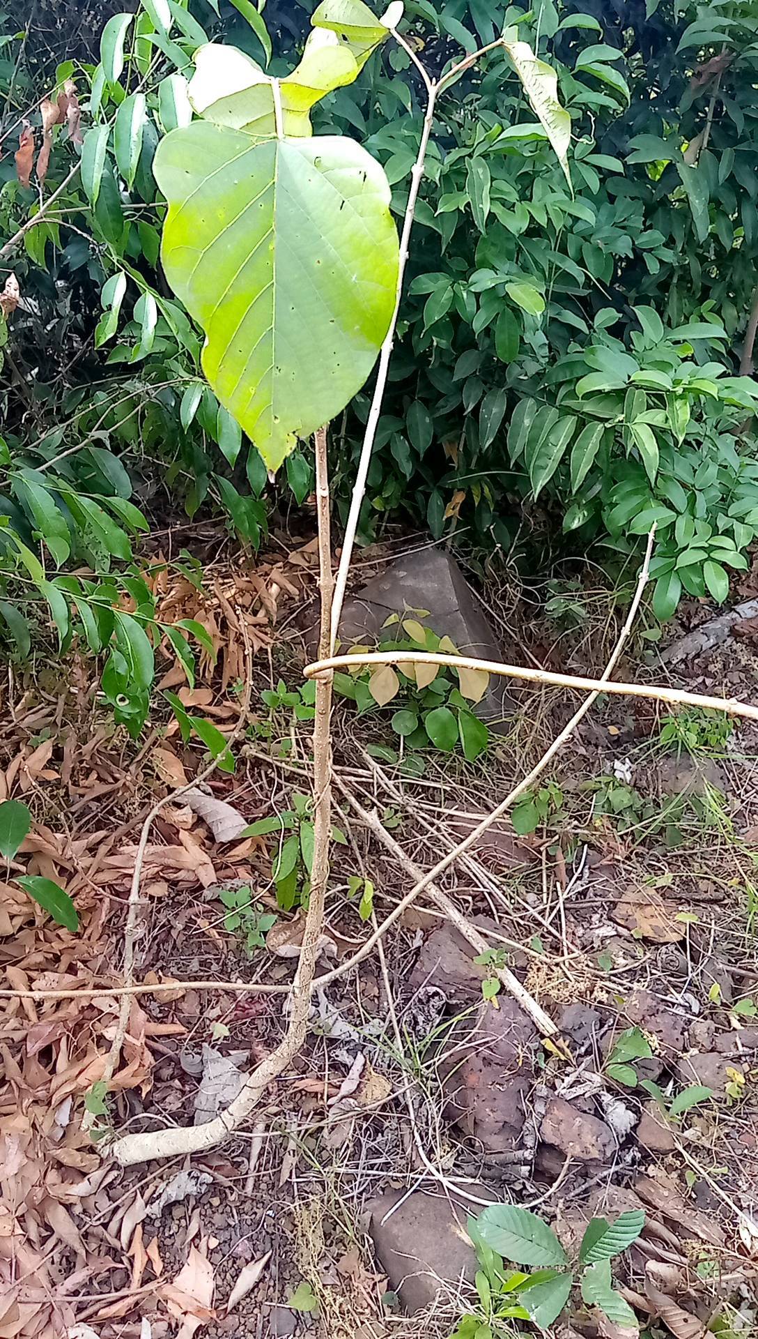 tree