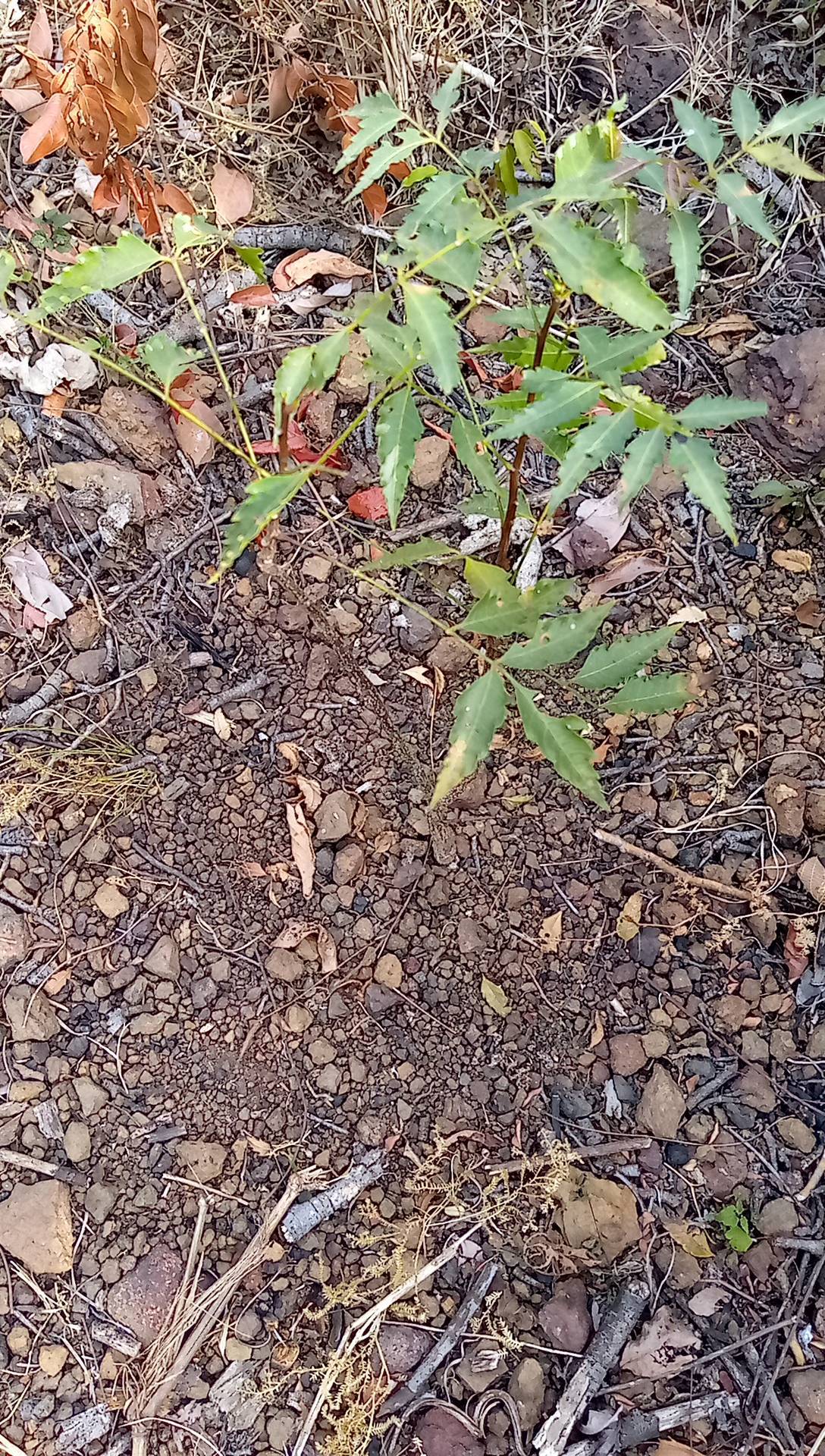 tree