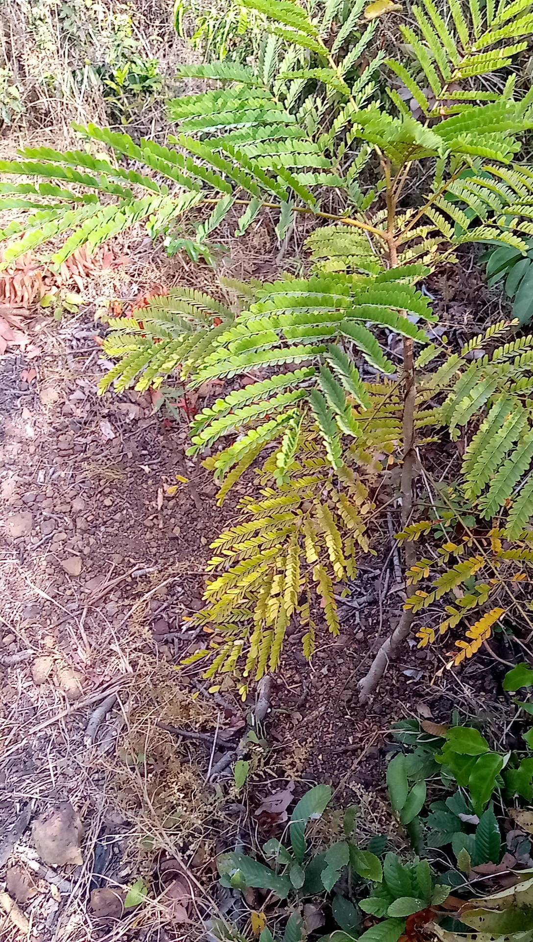 tree