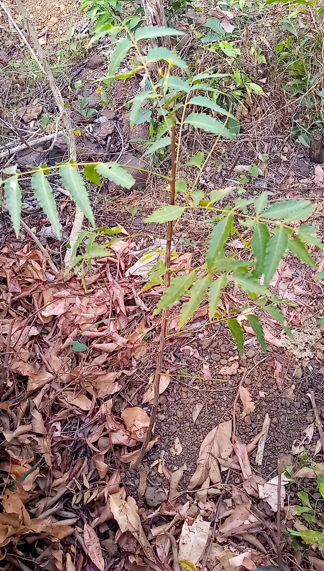tree