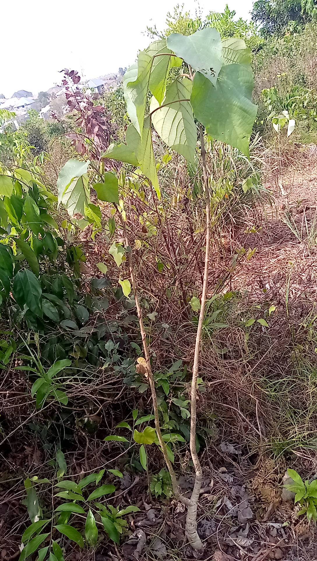 tree