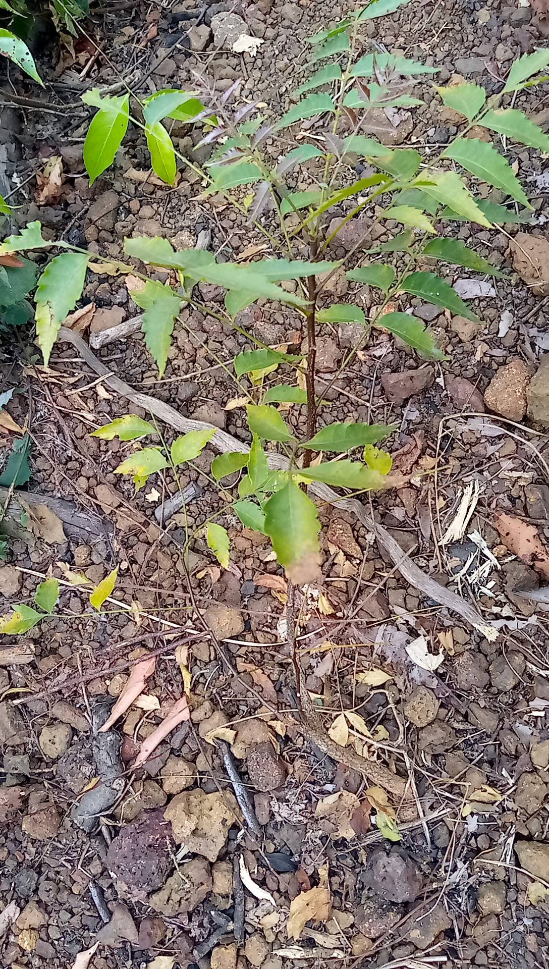 tree
