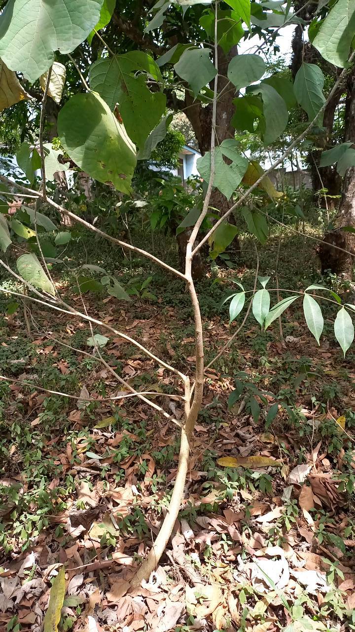 tree