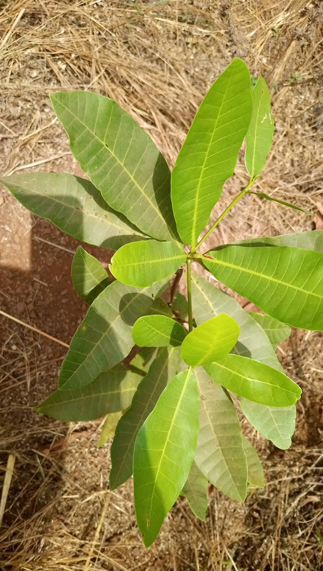 tree