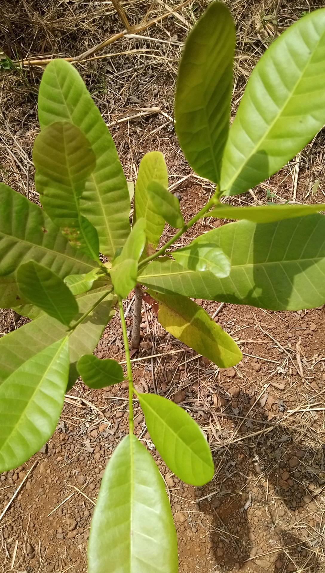 tree