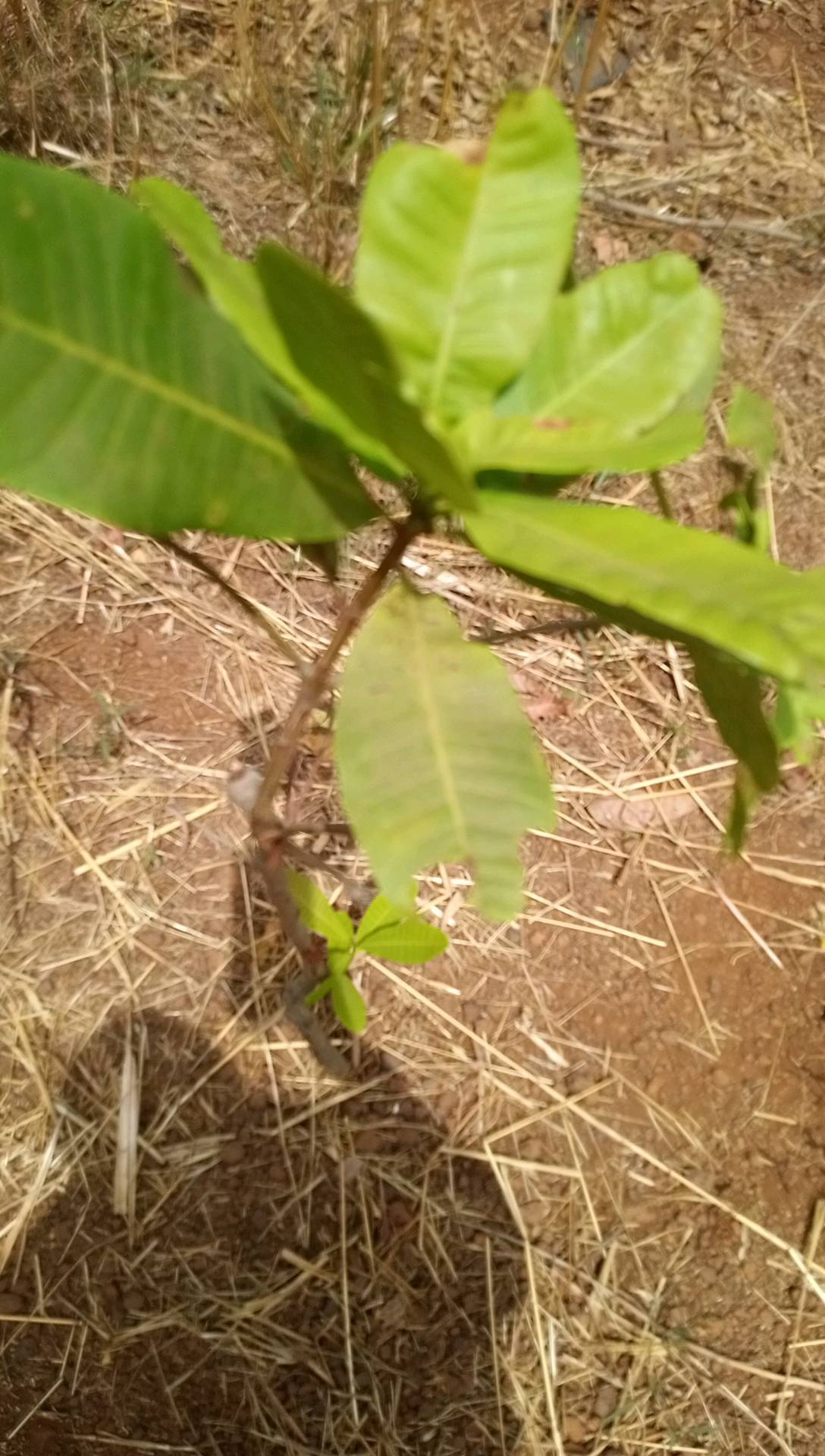 tree