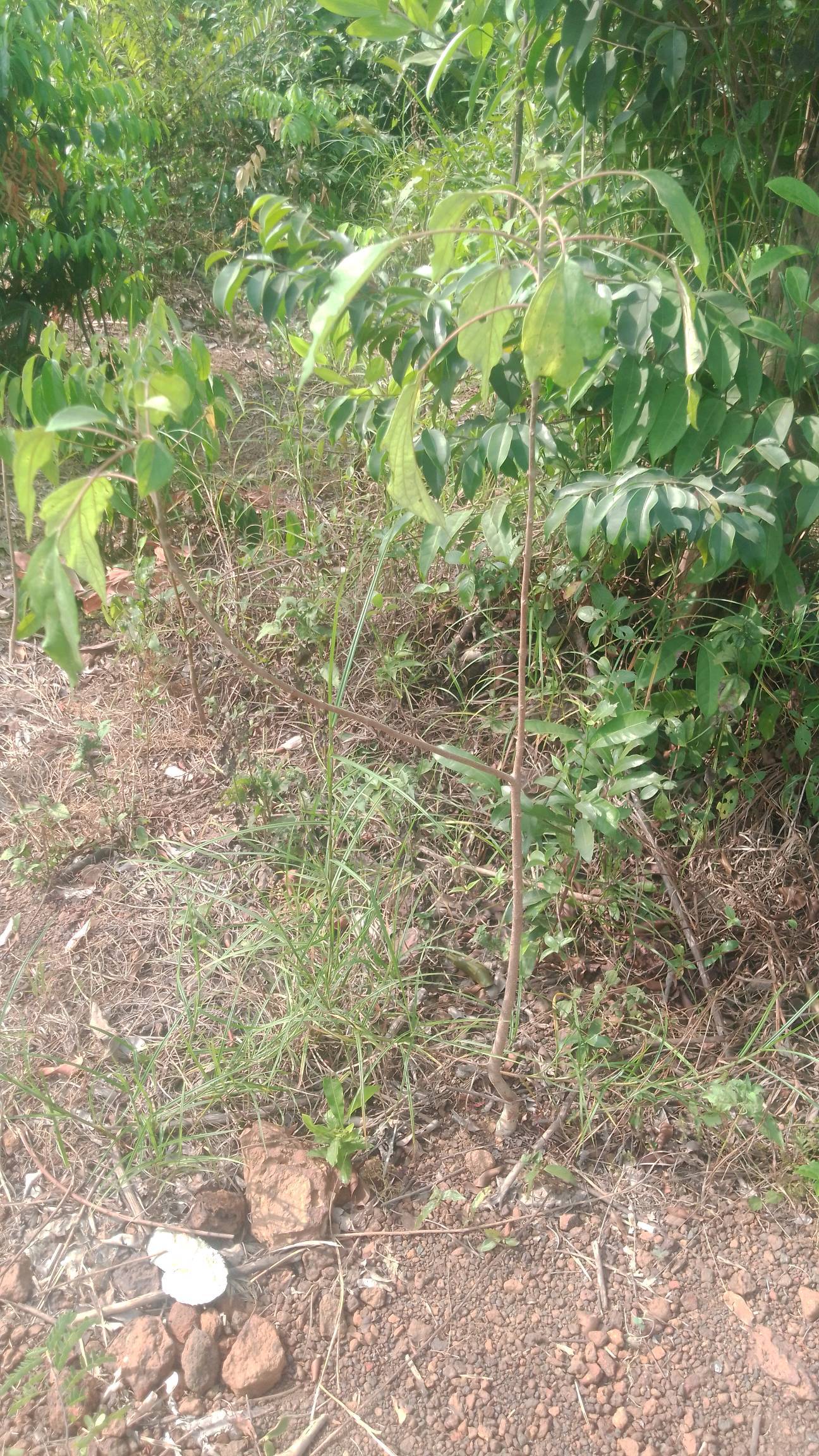 tree