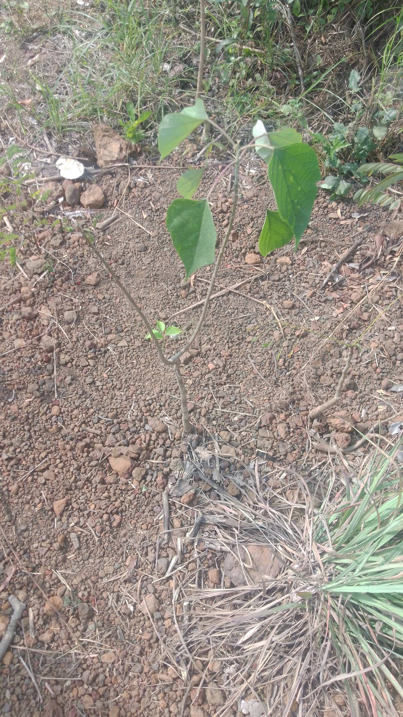 tree