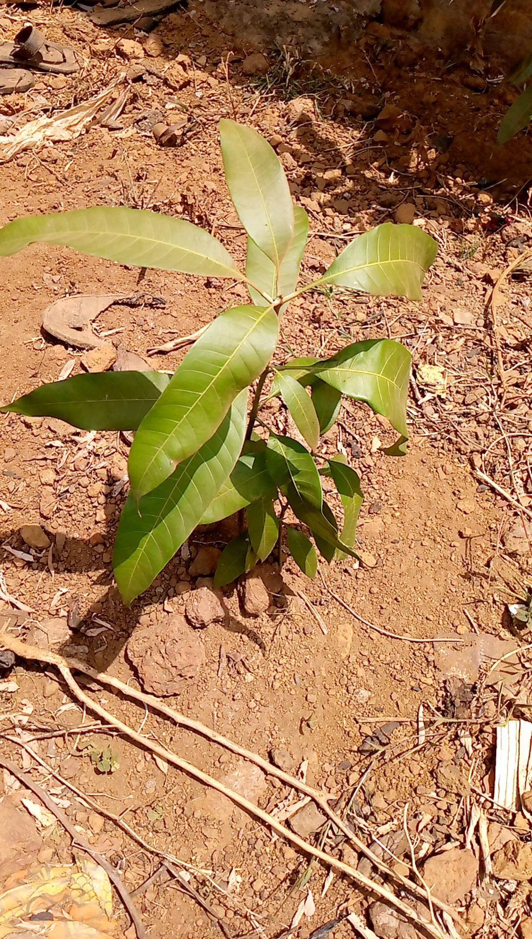 tree