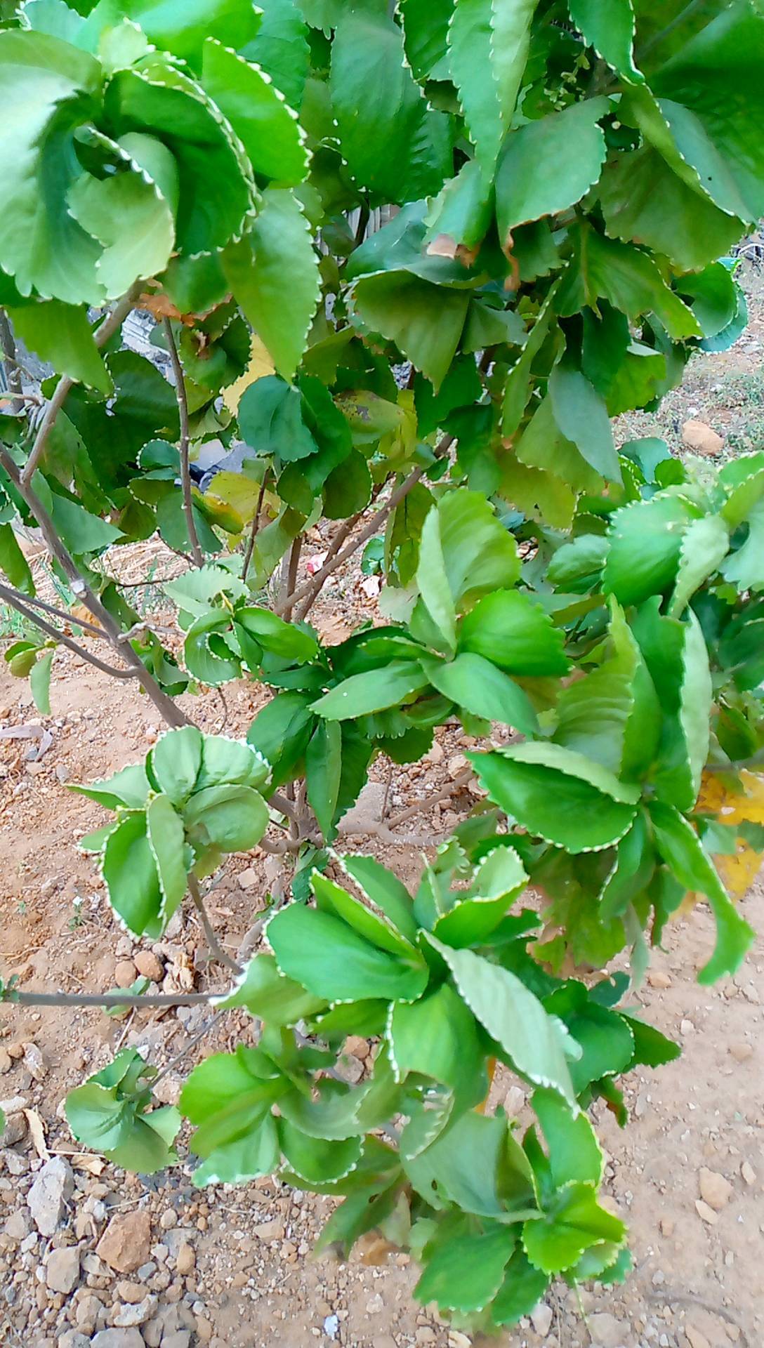 tree