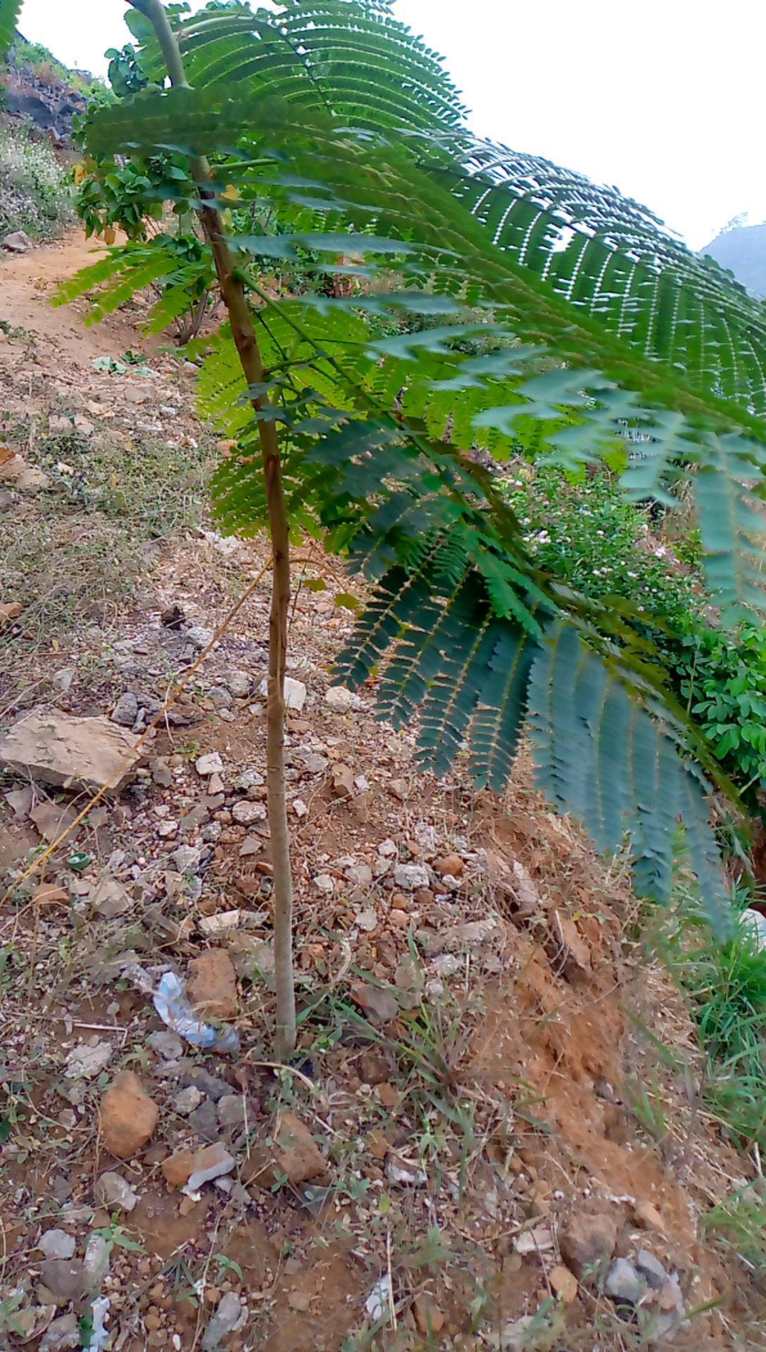 tree