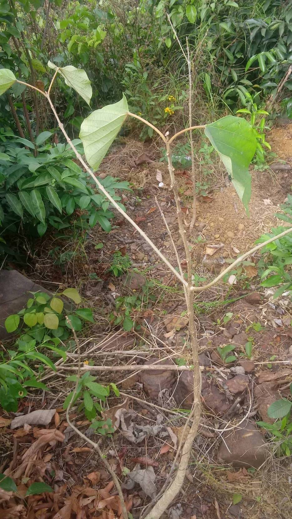 tree
