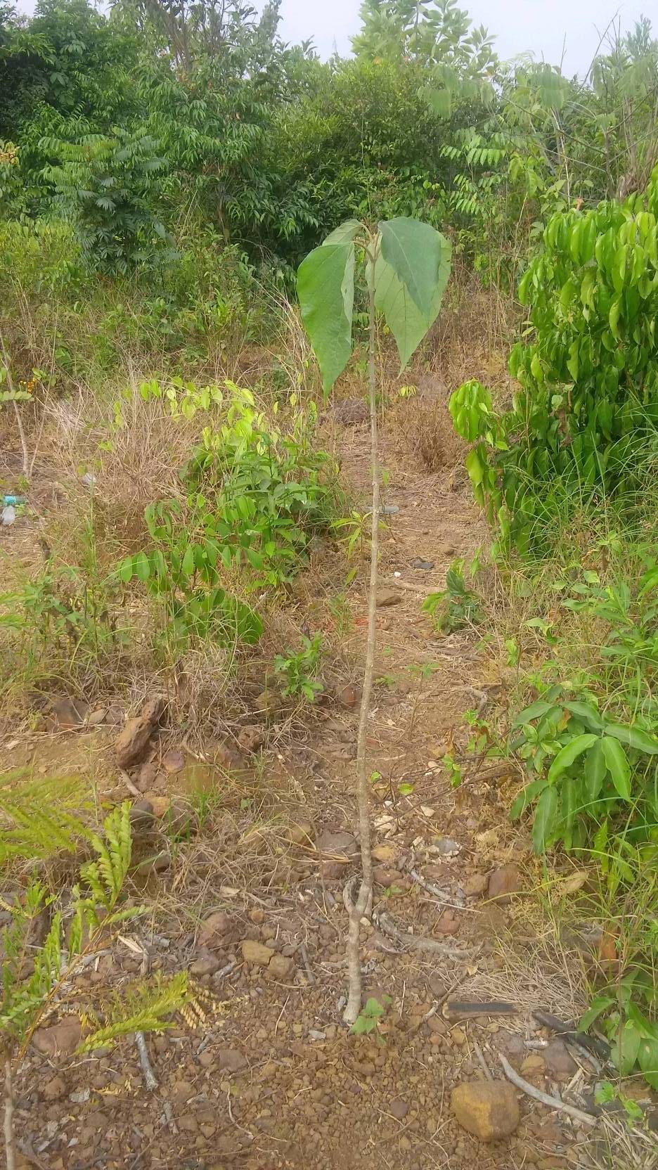 tree