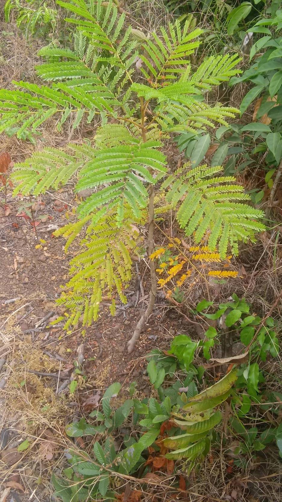 tree