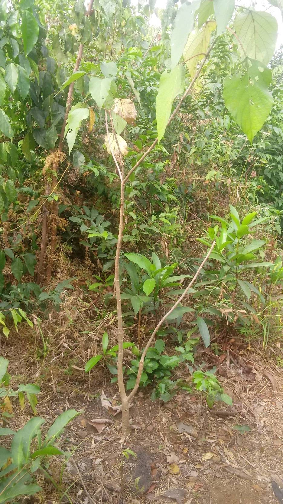 tree