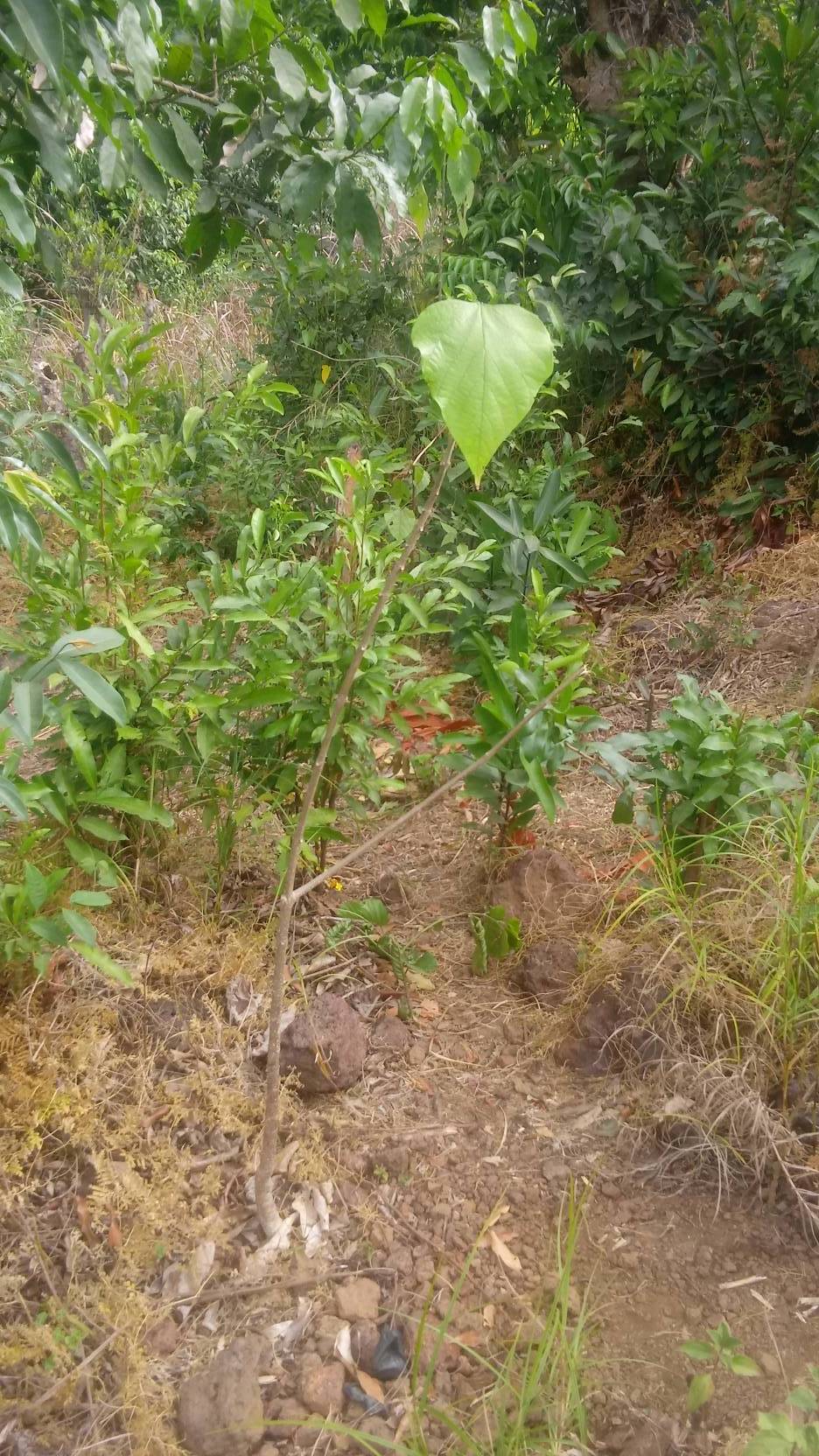 tree
