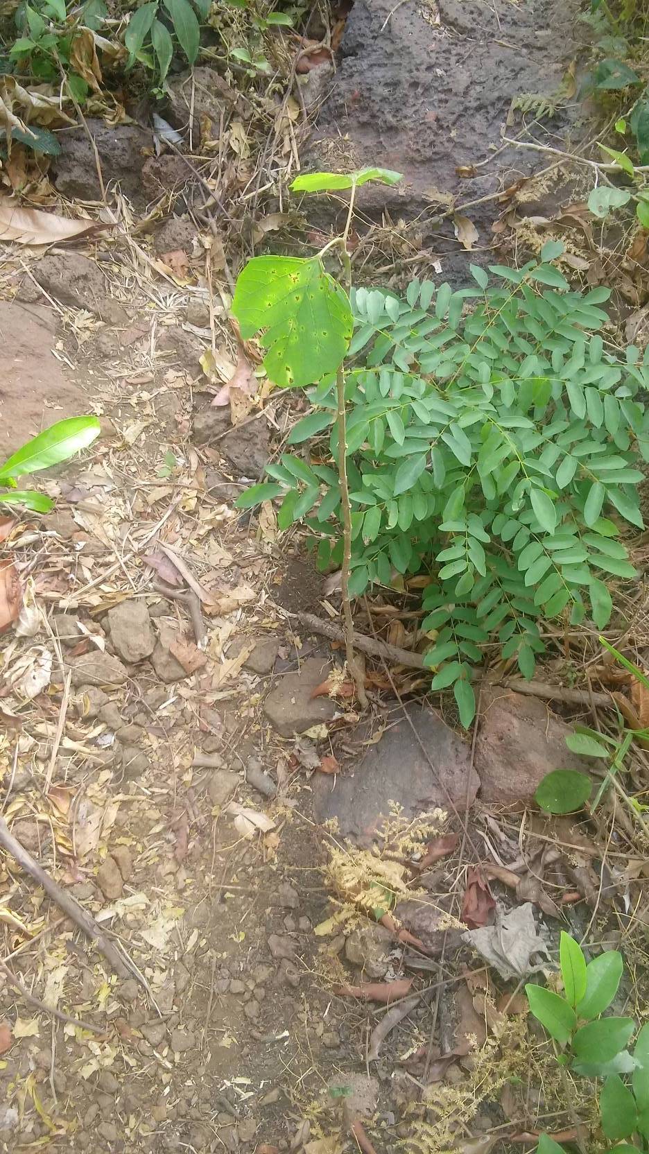 tree