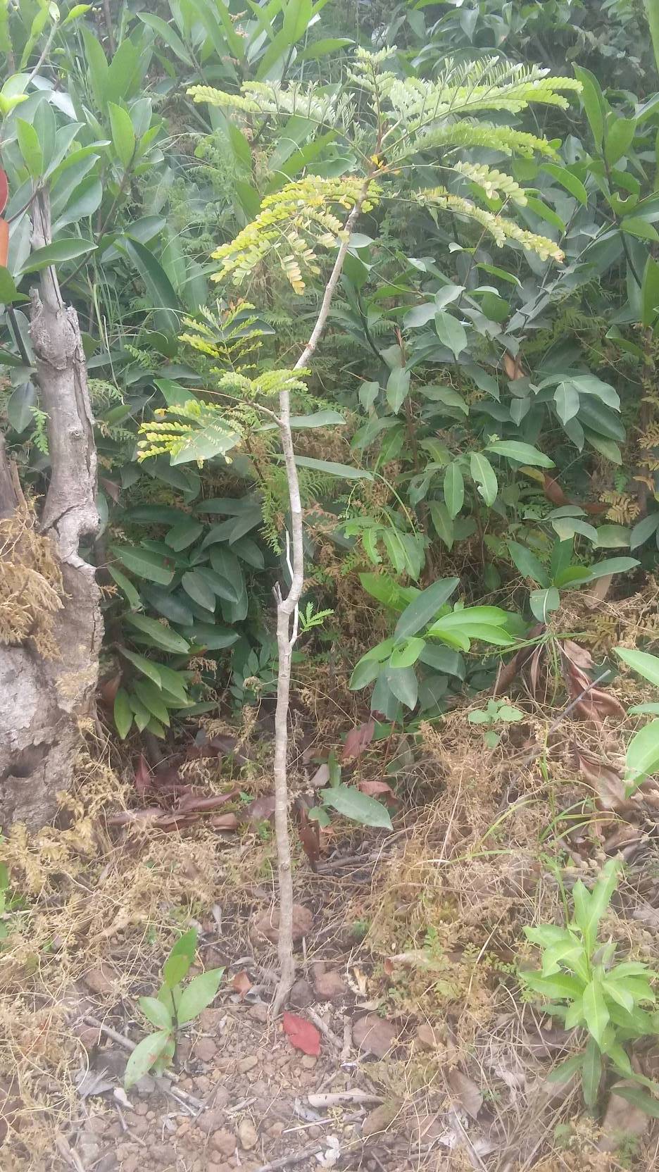 tree