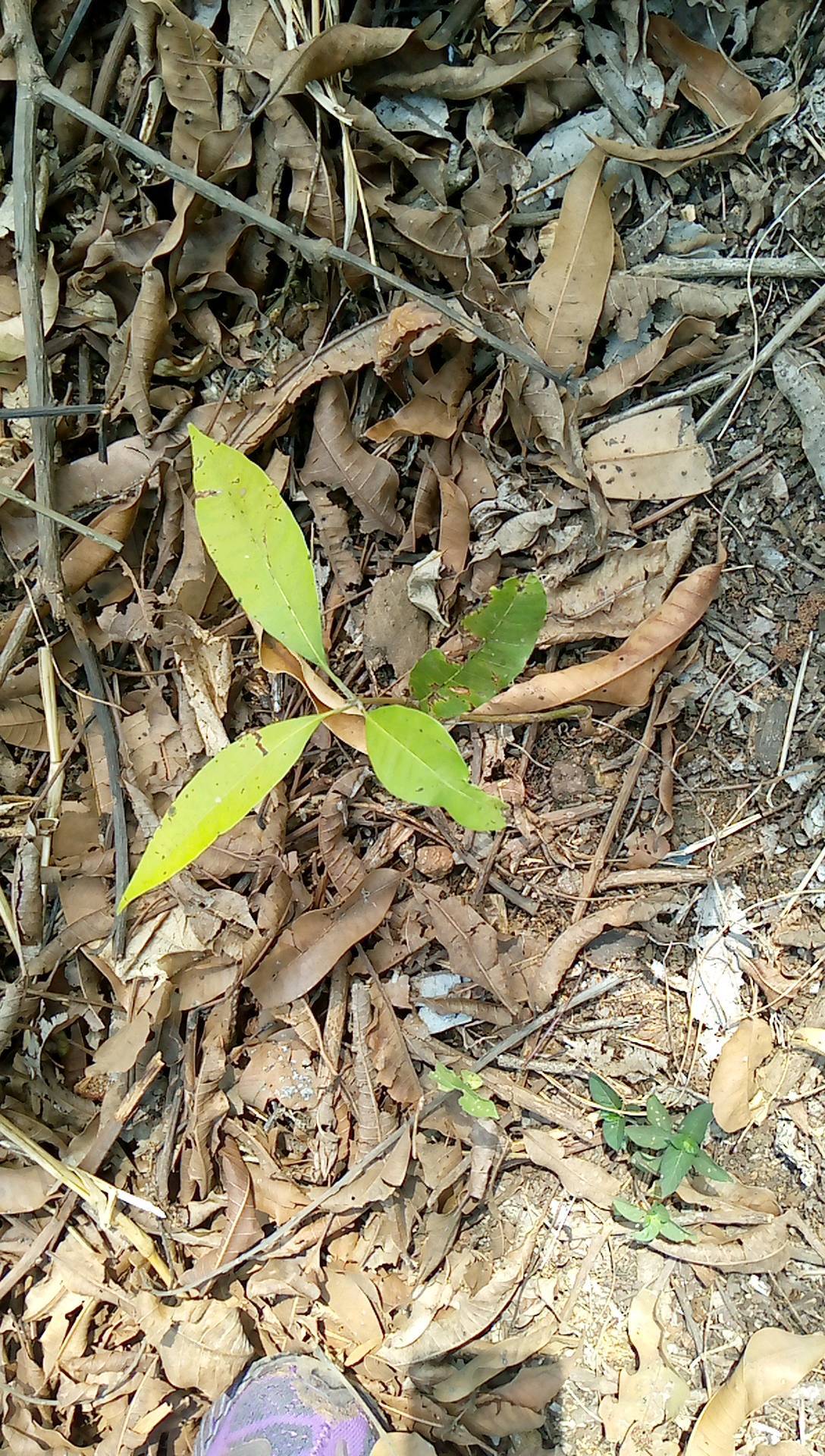 tree