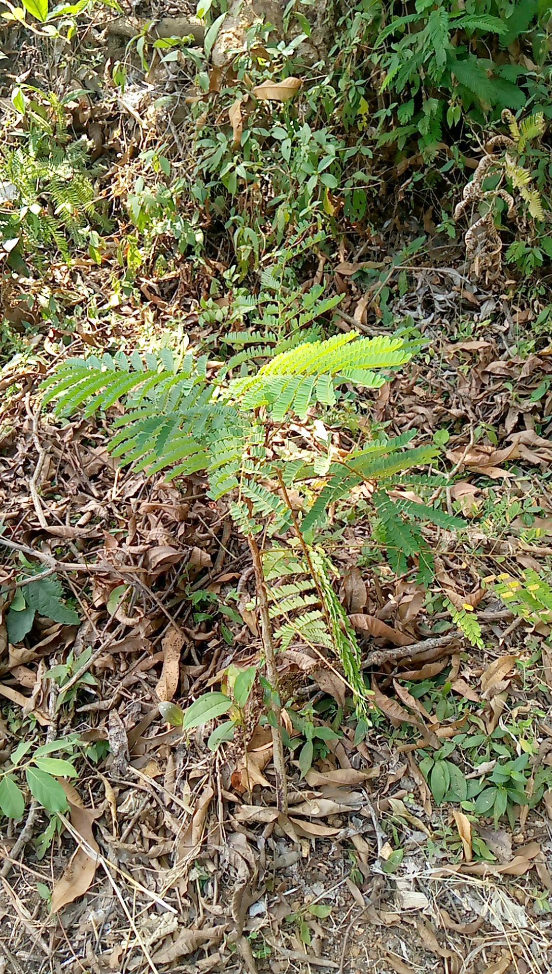 tree