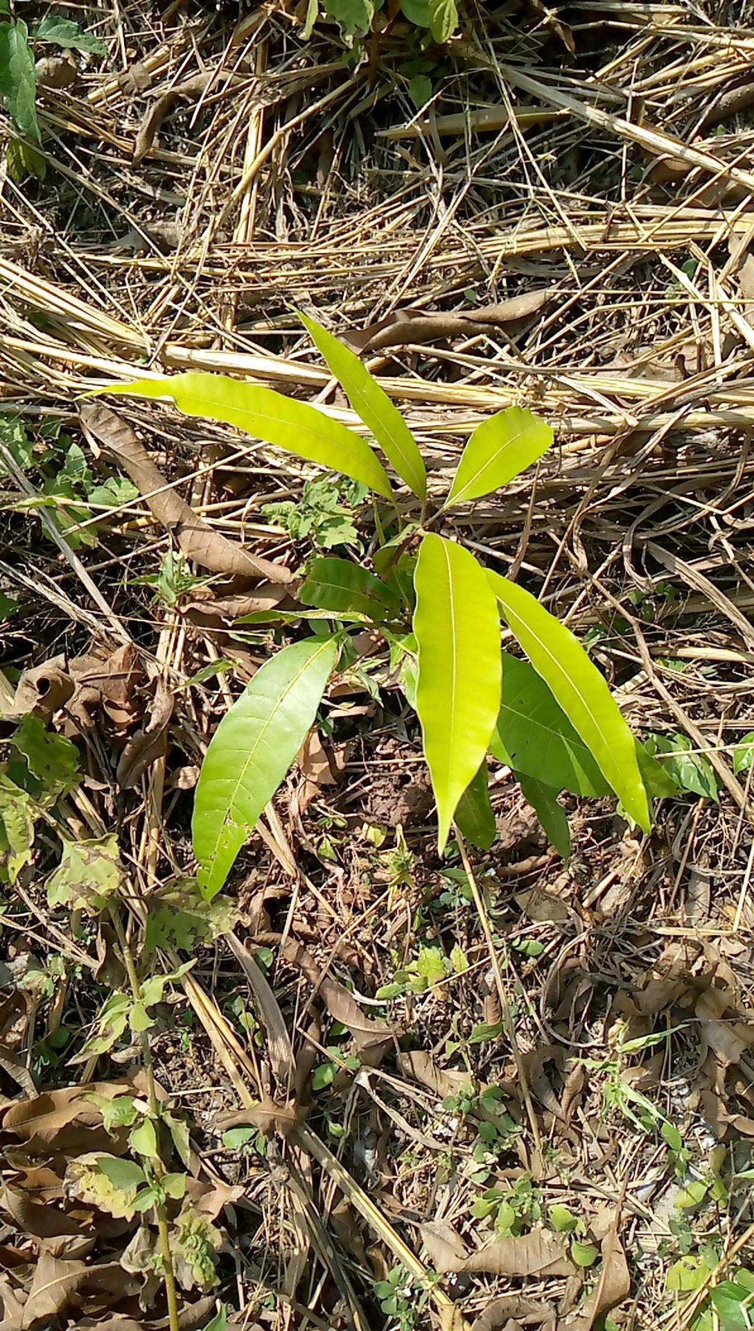 tree