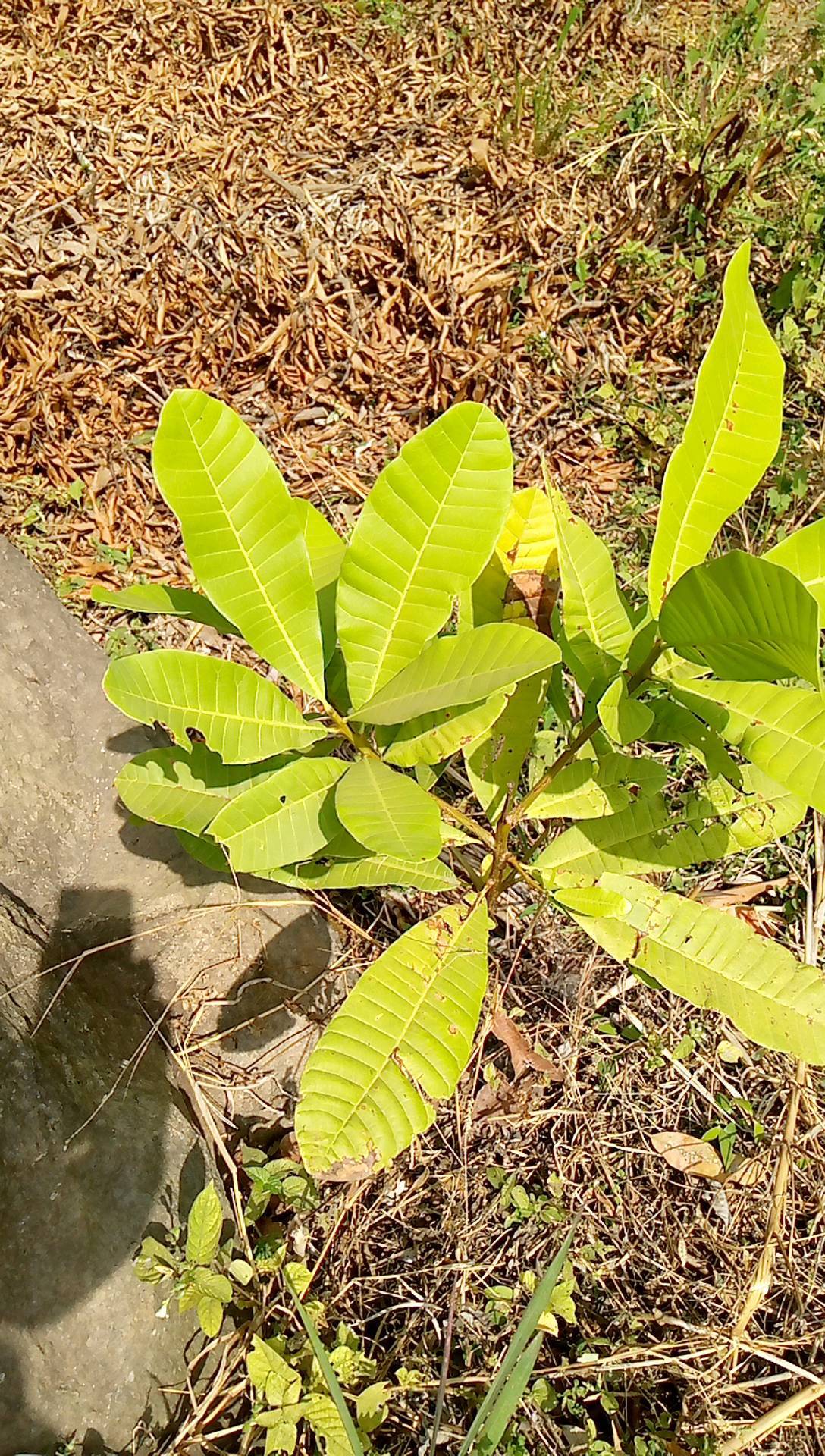 tree
