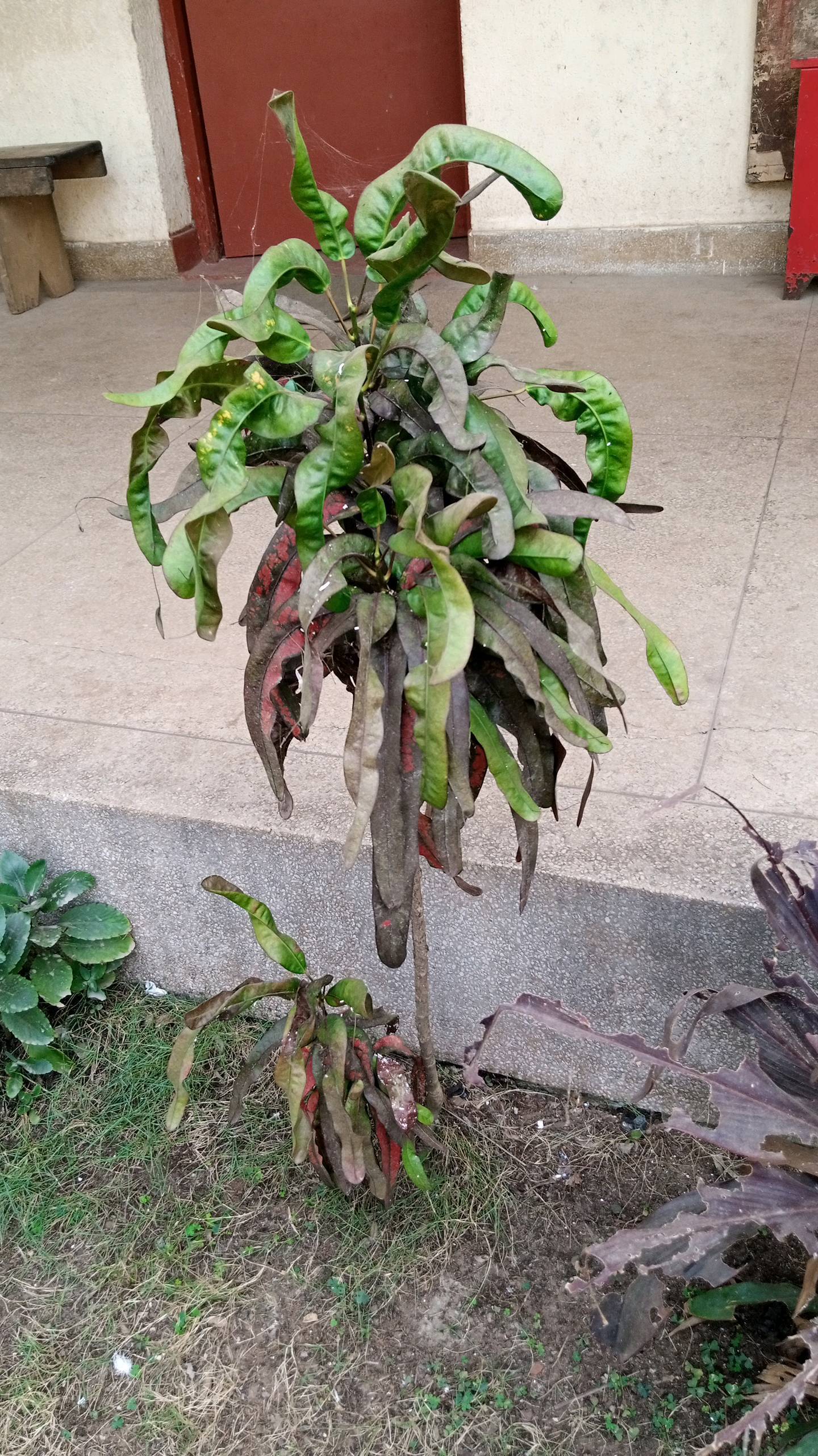 tree