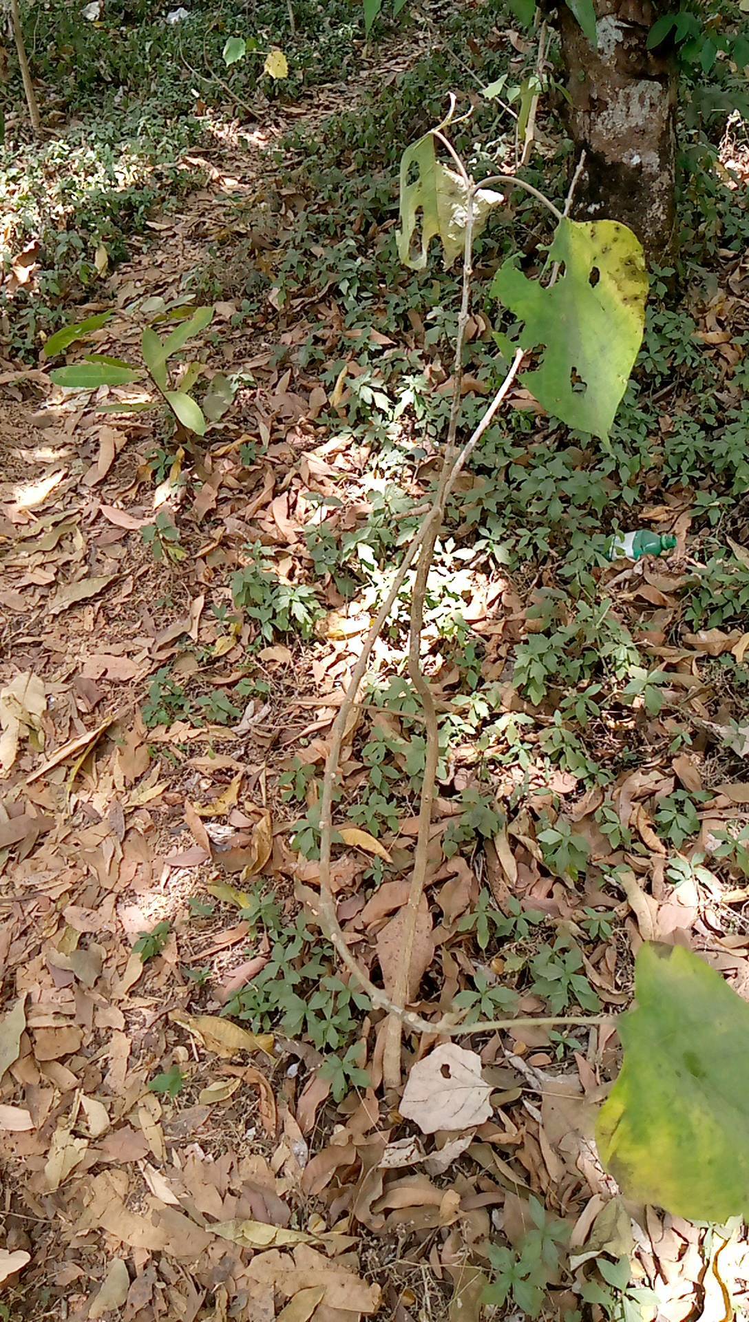 tree
