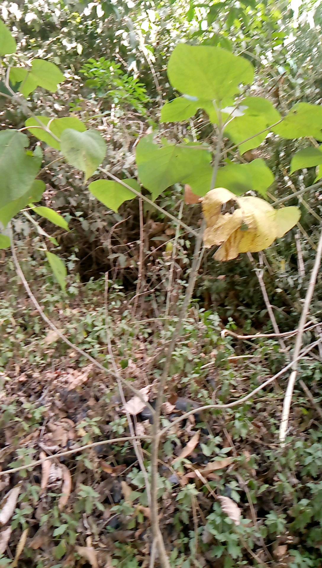 tree