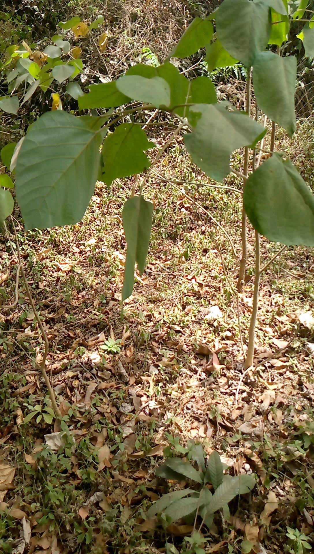 tree