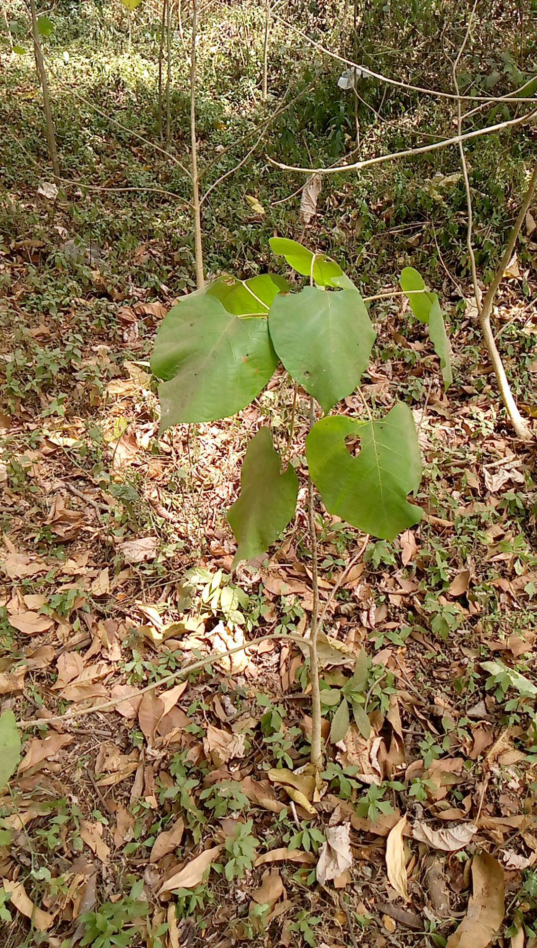 tree