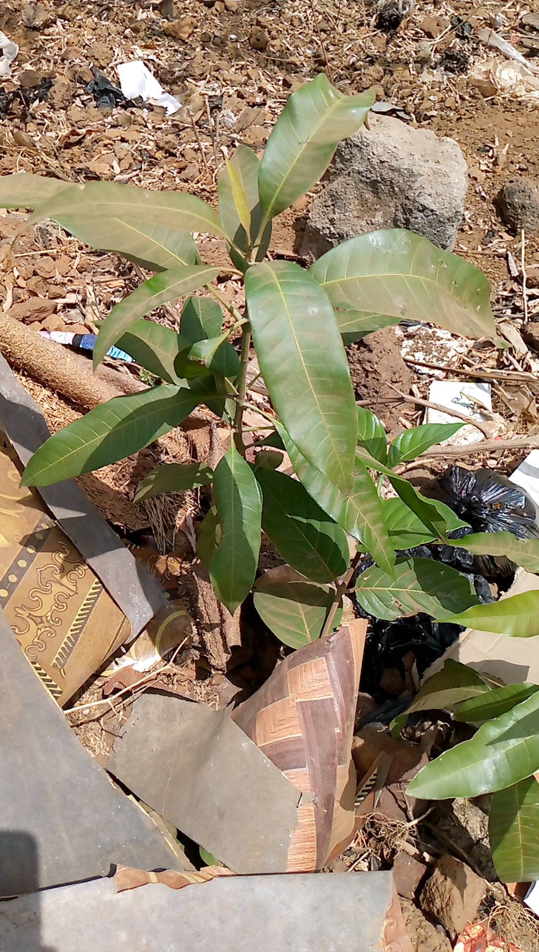 tree
