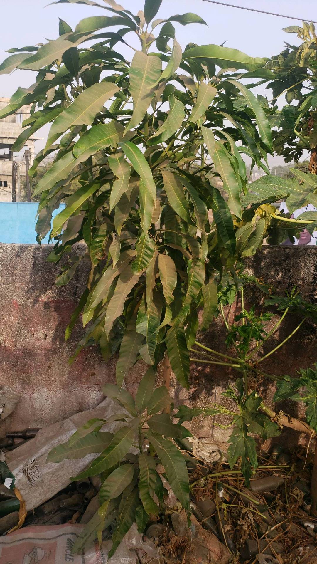 tree