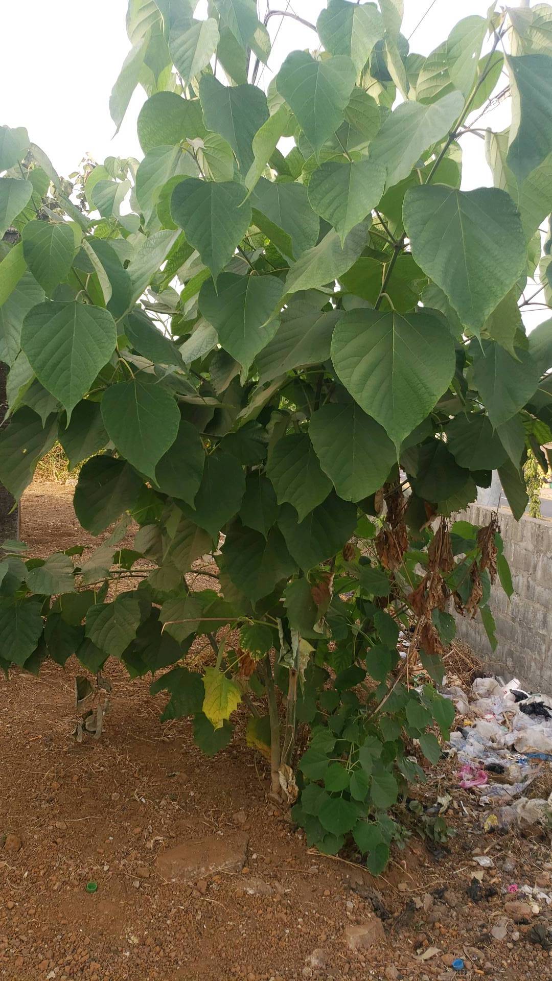 tree