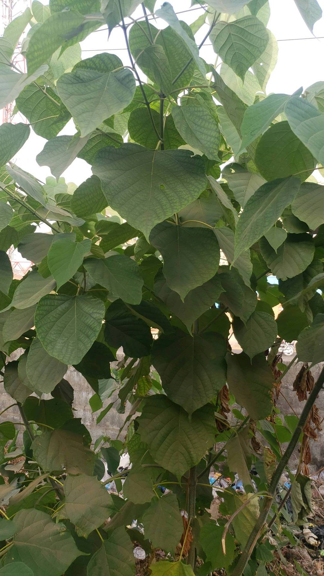 tree
