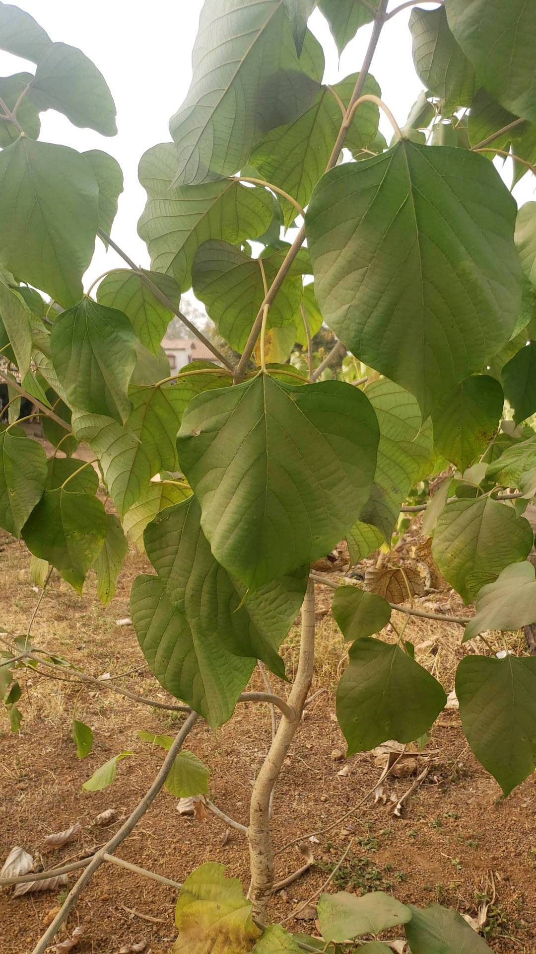 tree