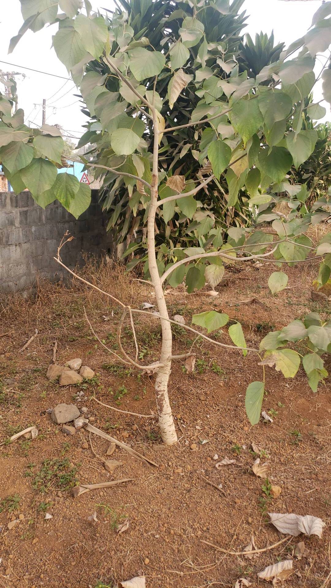 tree