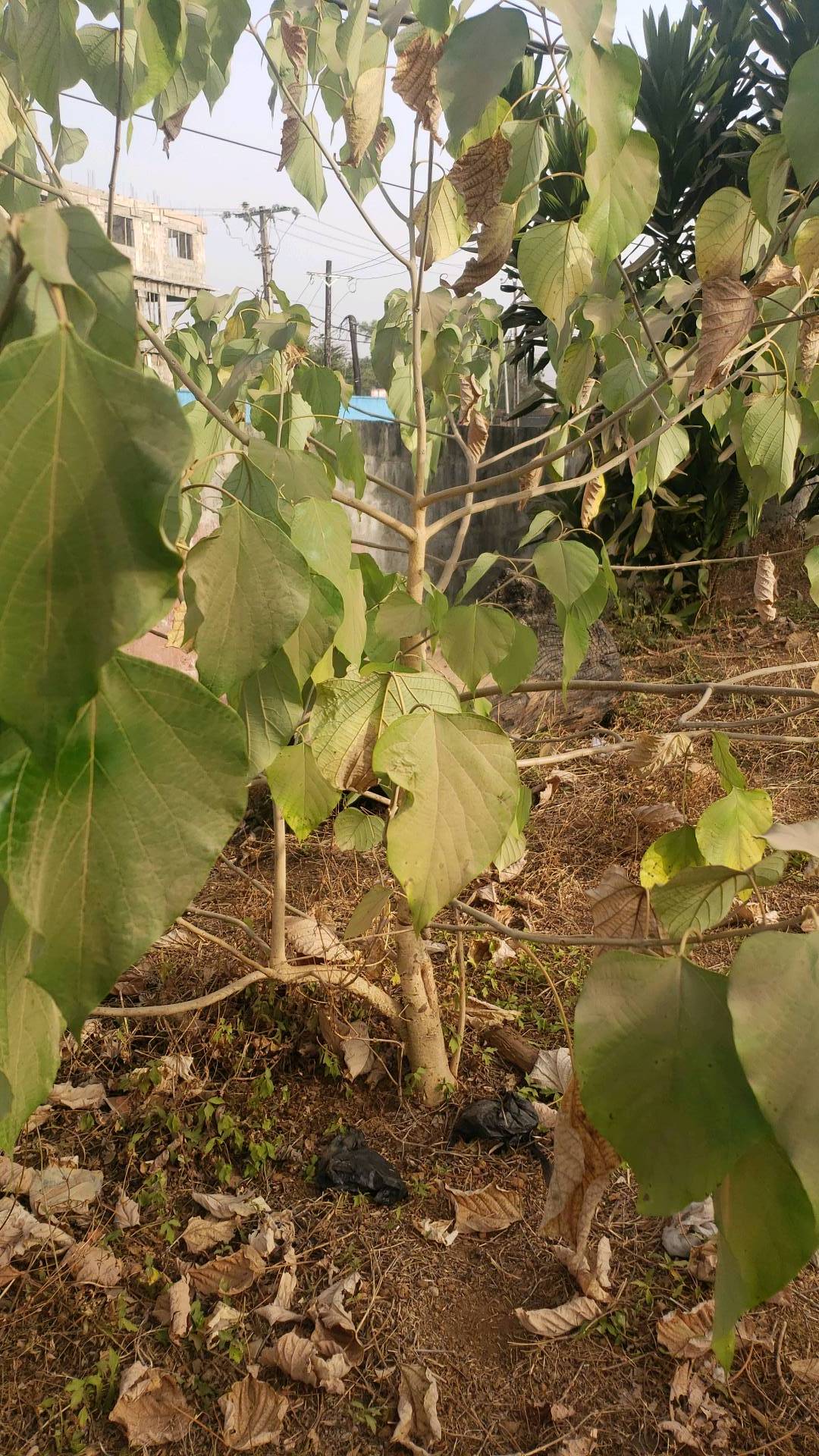 tree