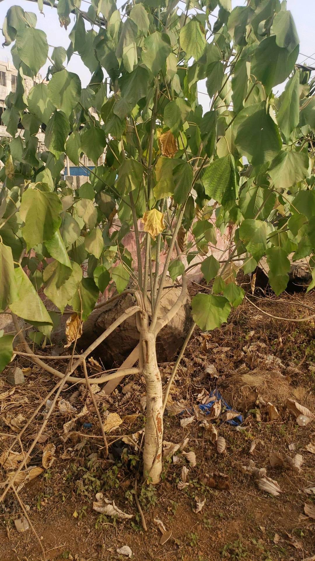 tree